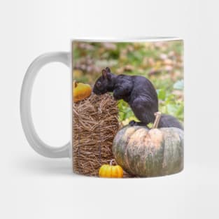 Squirrel examines a small orange pumpkin Mug